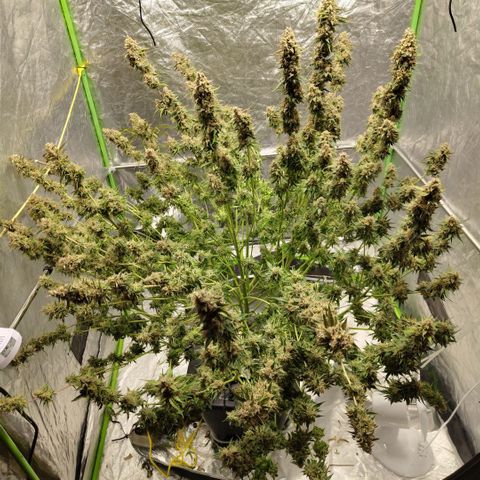 Apple Fritter #1.2 growlog photo: After first trim