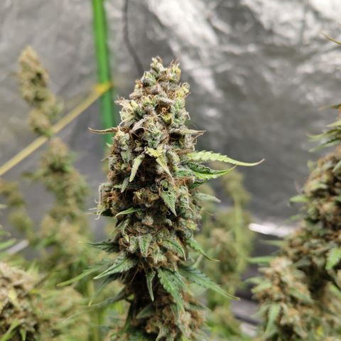 Apple Fritter #1.2 growlog photo: After first trim