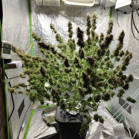 Apple Fritter #1.2 growlog photo: After first trim