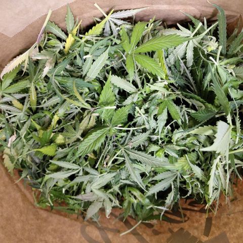Apple Fritter #1.2 growlog timeline photo