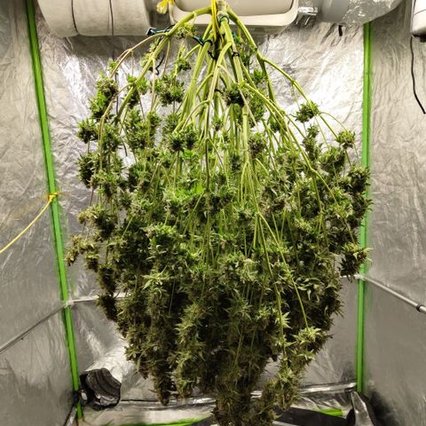 Apple Fritter #1.2 growlog timeline photo