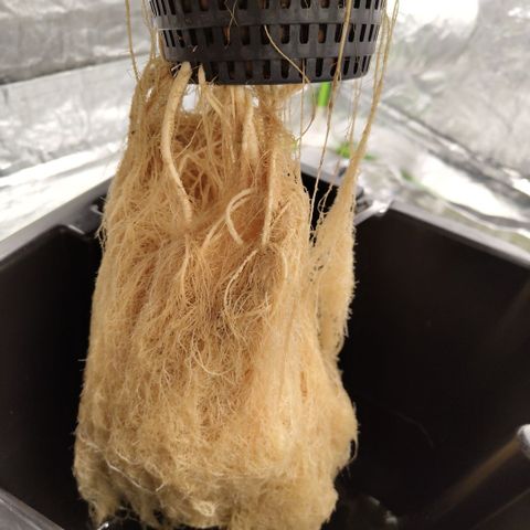 Apple Fritter #1.2 growlog photo: Final roots