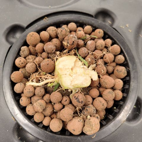 Apple Fritter #1.2 growlog photo: Final roots