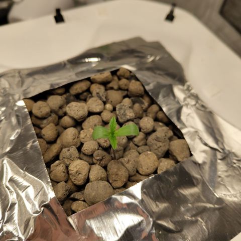 Gorilla Z #3 growlog timeline photo