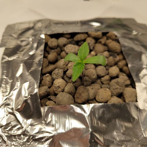 Gorilla Z #3 growlog timeline photo