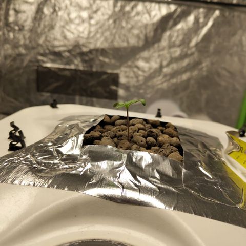 Gorilla Z #3 growlog timeline photo