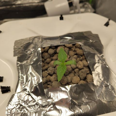 Gorilla Z #3 growlog timeline photo