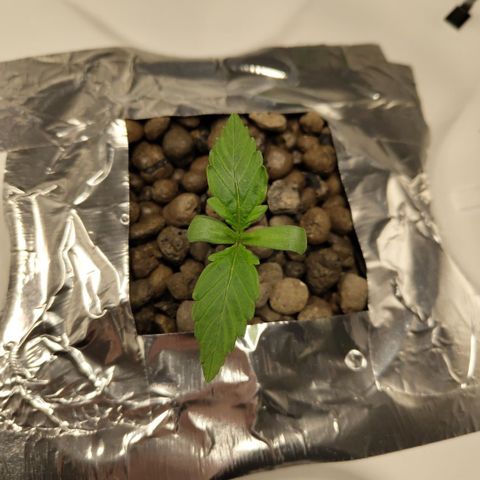 Gorilla Z #3 growlog timeline photo