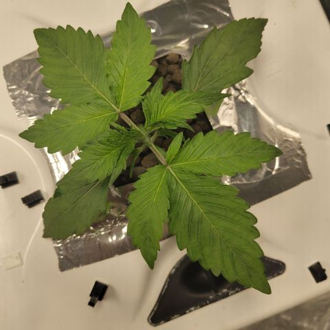 Gorilla Z #3 growlog timeline photo