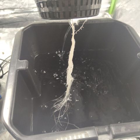 Gorilla Z #3 growlog timeline photo