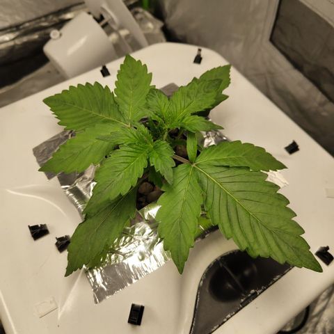 Gorilla Z #3 growlog timeline photo