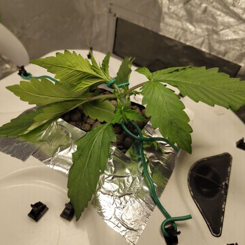 Gorilla Z #3 growlog timeline photo