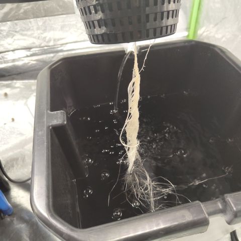 Gorilla Z #3 growlog timeline photo