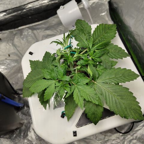 Gorilla Z #3 growlog timeline photo