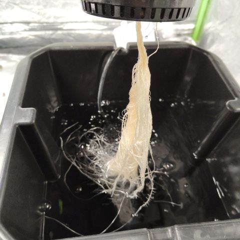 Gorilla Z #3 growlog timeline photo