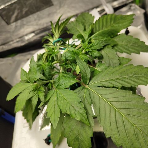 Gorilla Z #3 growlog timeline photo