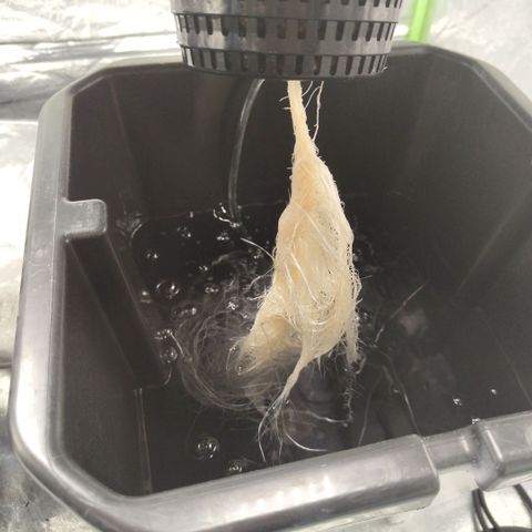 Gorilla Z #3 growlog timeline photo