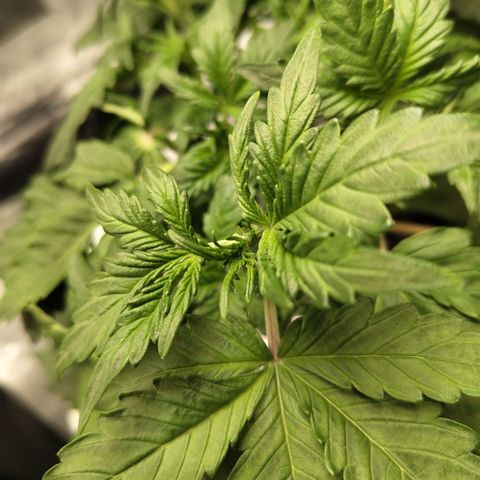 Gorilla Z #3 growlog timeline photo
