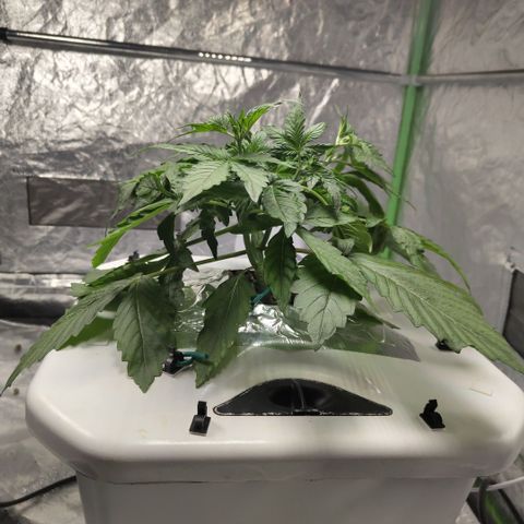 Gorilla Z #3 growlog timeline photo