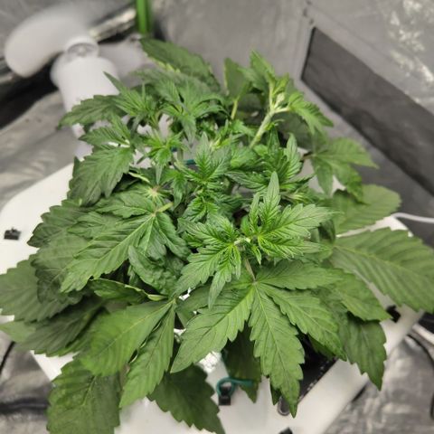 Gorilla Z #3 growlog timeline photo