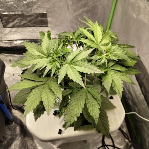 Gorilla Z #3 growlog photo: Before trim