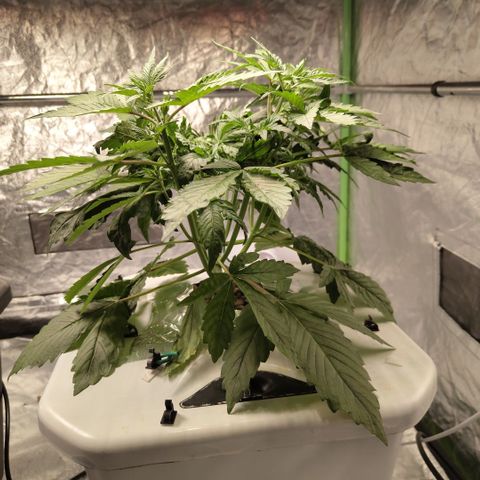 Gorilla Z #3 growlog photo: Before trim