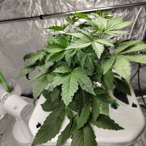 Gorilla Z #3 growlog photo: Before trim