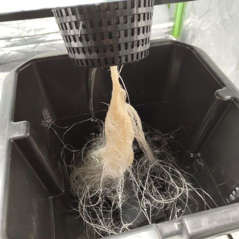 Gorilla Z #3 growlog photo: Before trim