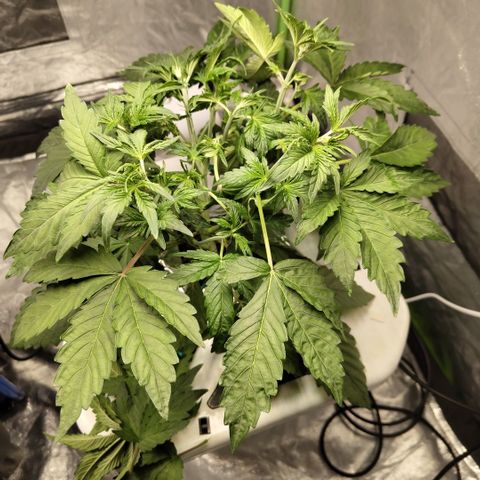 Gorilla Z #3 growlog photo: After trim