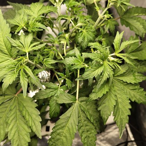 Gorilla Z #3 growlog photo: After trim