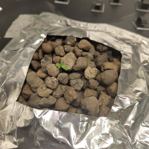 Das Mysteri growlog timeline photo