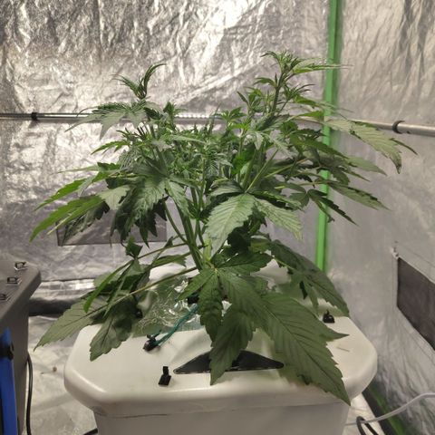 Gorilla Z #3 growlog timeline photo