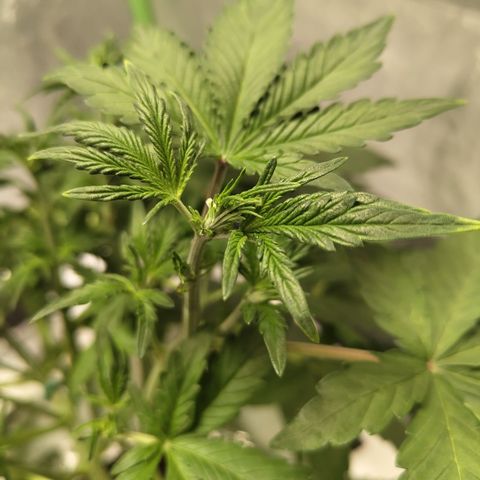 Gorilla Z #3 growlog timeline photo