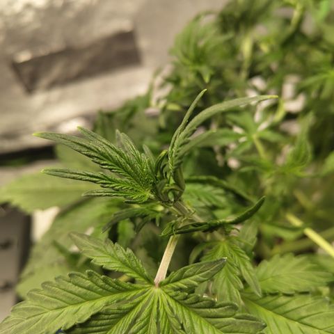 Gorilla Z #3 growlog timeline photo