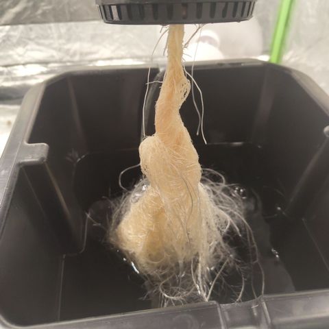 Gorilla Z #3 growlog timeline photo