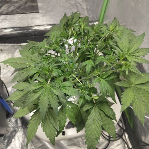 Gorilla Z #3 growlog timeline photo