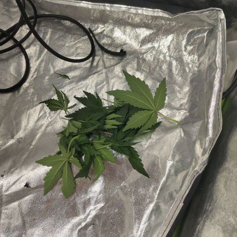 Gorilla Z #3 growlog timeline photo