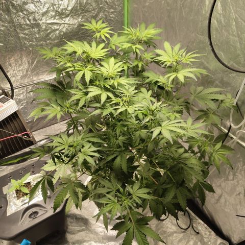 Gorilla Z #3 growlog timeline photo