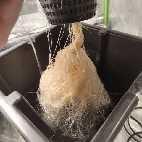 Gorilla Z #3 growlog timeline photo