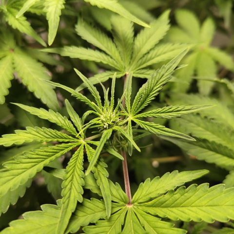 Gorilla Z #3 growlog timeline photo