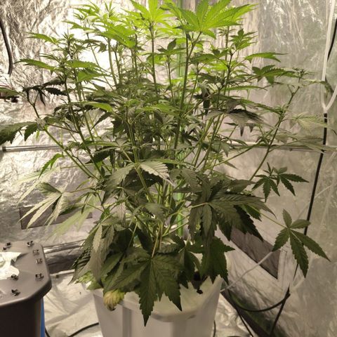 Gorilla Z #3 growlog timeline photo