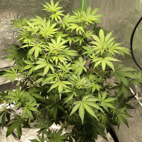 Gorilla Z #3 growlog timeline photo