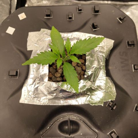 Das Mysteri growlog timeline photo