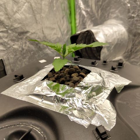 Das Mysteri growlog timeline photo