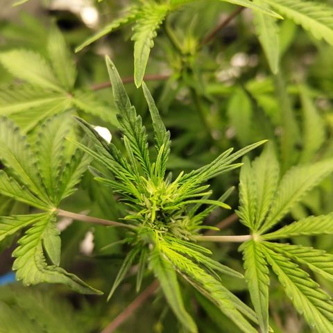 Gorilla Z #3 growlog photo: After trim