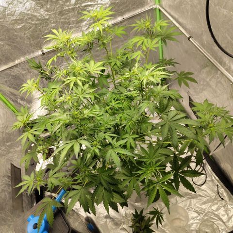 Gorilla Z #3 growlog photo: After trim