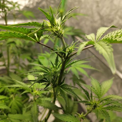 Gorilla Z #3 growlog photo: After trim