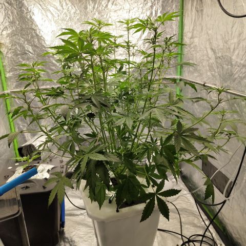 Gorilla Z #3 growlog photo: After trim