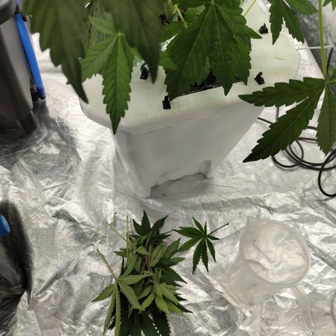 Gorilla Z #3 growlog timeline photo