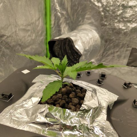 Das Mysteri growlog timeline photo